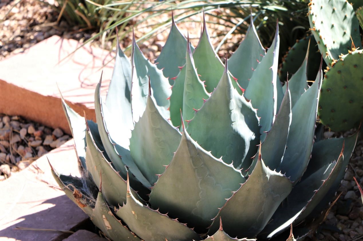 Havard's Century Plant